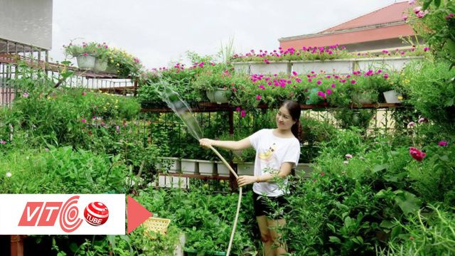 Cây giống Đủ Đủ... thái ruột vàng siêu trái