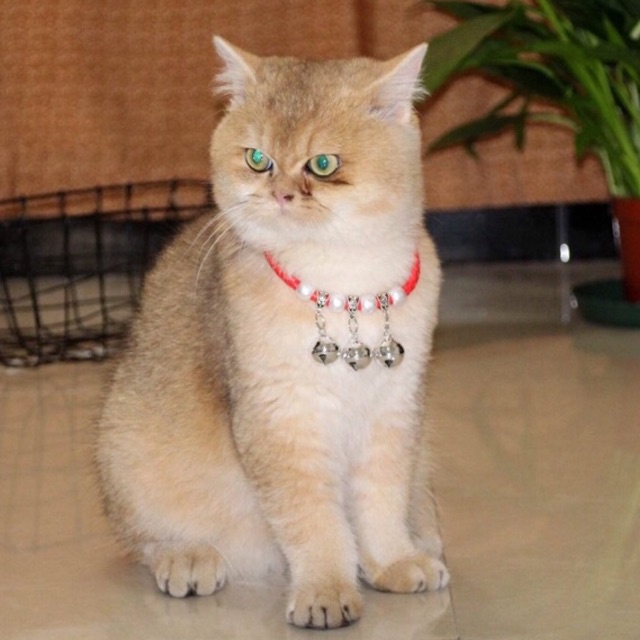 (Dây Da) Vòng Cổ Cho Mèo, Vòng Cổ Cho Chó Mix Hạt Chảm chưa bao gồm thẻ tên - giahuypetshop