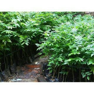 COM BO 5 CÂY  SƯA ĐỎ CAO 50CM