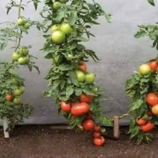 Hạt giống cà chua khổng lồ