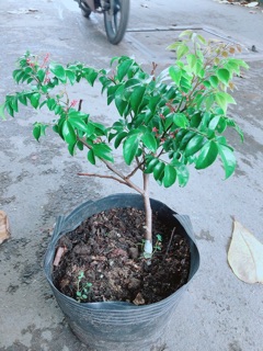 Cây Khế Cho Sai Trái (hàng có sẵn hoa)