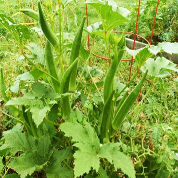 ⚡️ HẠT GIỐNG ĐẬU BẮP F1⚡️ DỄ TRỒNG SIÊU NĂNG XUẤT