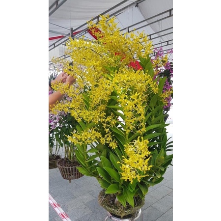 Hoa lan rồng xanh