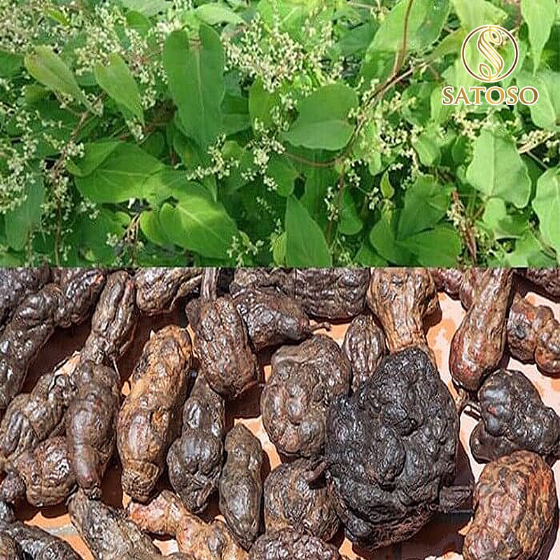 Hà thủ ô đỏ bổ máu giúp tóc mượt và đen SATOSO 1kg SA59