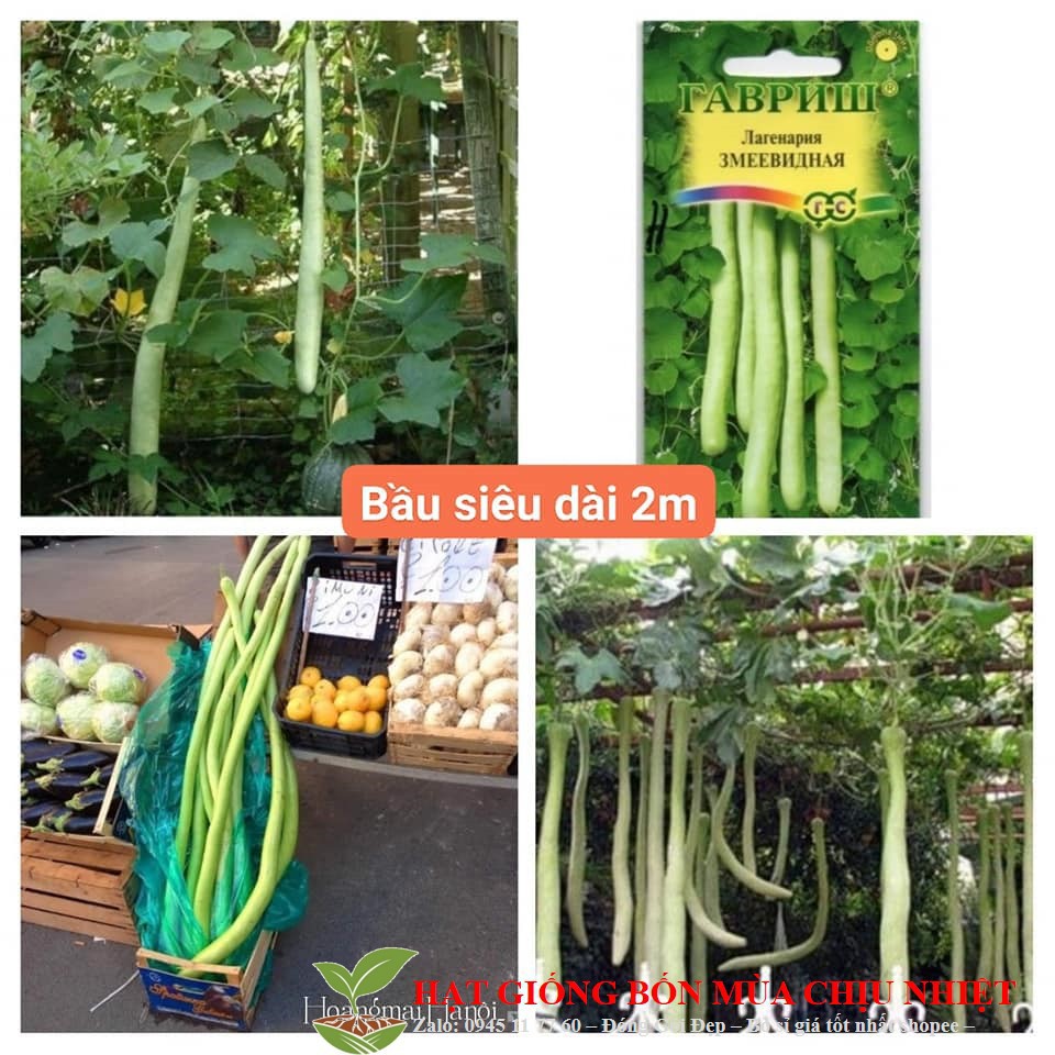 Hạt giống bầu dài 2m Bầu Siêu Dài 5 Hạt luckyseed hạt siêu rẻ