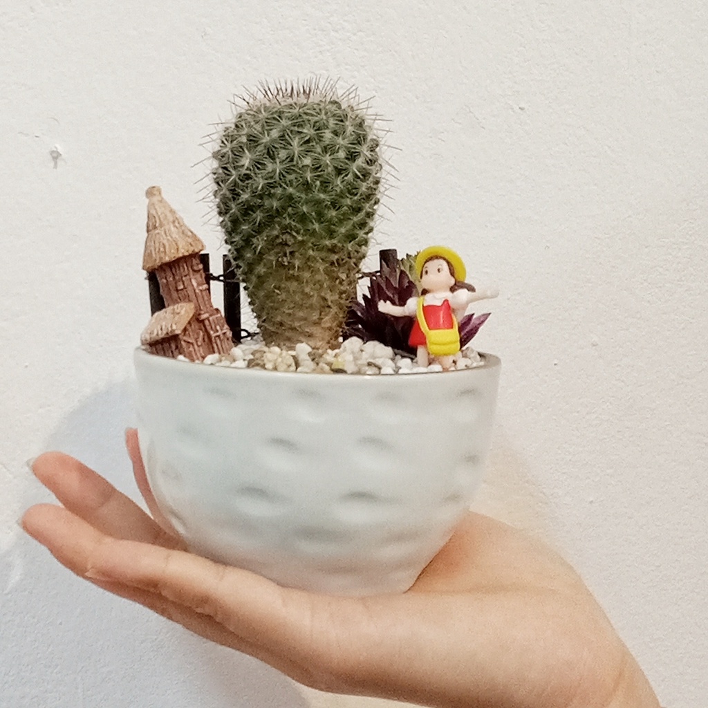 Chậu cây sen đá sương rồng, phối sẵn tiểu cảnh trang trí cực xinh sắn làm quà tặng bạn trai bạn gái crush, đồng nghiệp