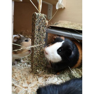 Thanh gặm mài răng cho thỏ, bọ ú, hamster
