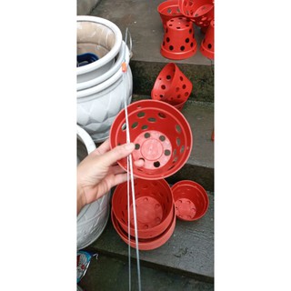 Chậu TRỒNG LAN PHI KÈM QUAI PHI 14cm