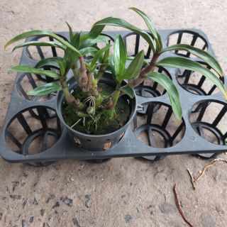 Lan dendro hibiki cây trưởng thành,hàng lá.