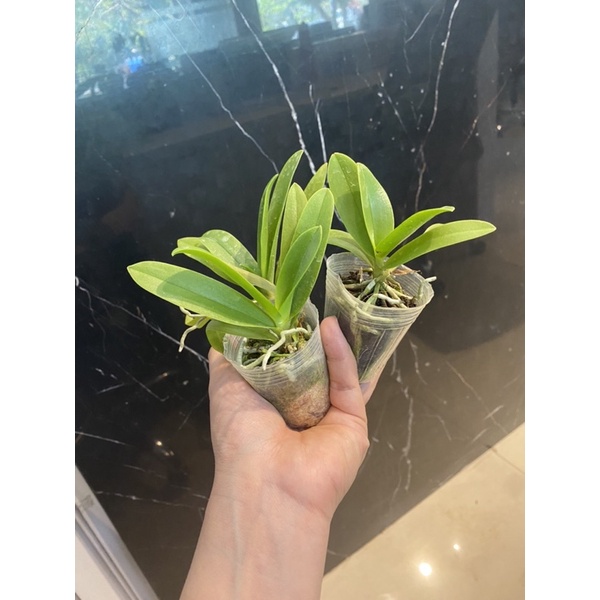 Lan hồ điệp  cobo 3cây
