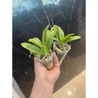 lan hồ điệp (sapphire hoa nhí siêu cute, hồ điệp mini tím blue) cobo 3cây