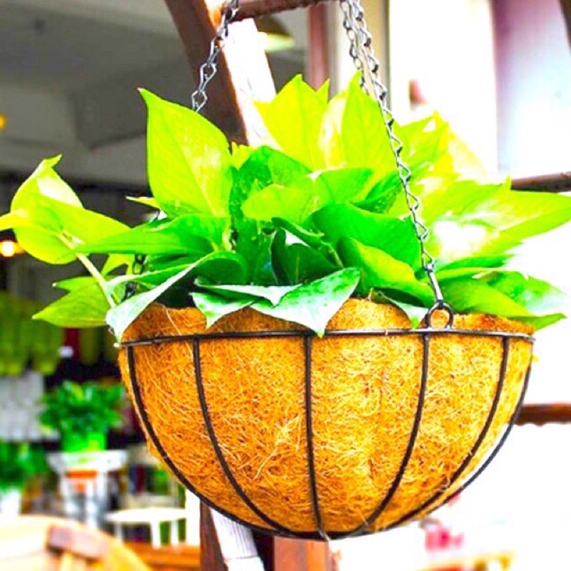 Chậu hoa treo xơ dừa hình tròn đk 25cm khung và dây xích treo bằng sắt hàng cao cấp