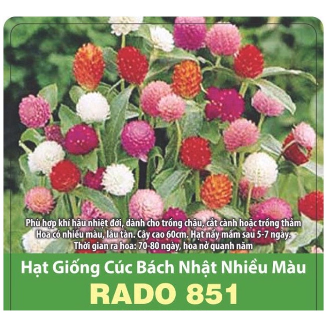 {RẠNG ĐÔNG} Cúc bách nhật nhiều màu RD 851 gói 0.1g, siêu rẻ, dễ trồng, dễ chăm sóc, nhanh ra hoa