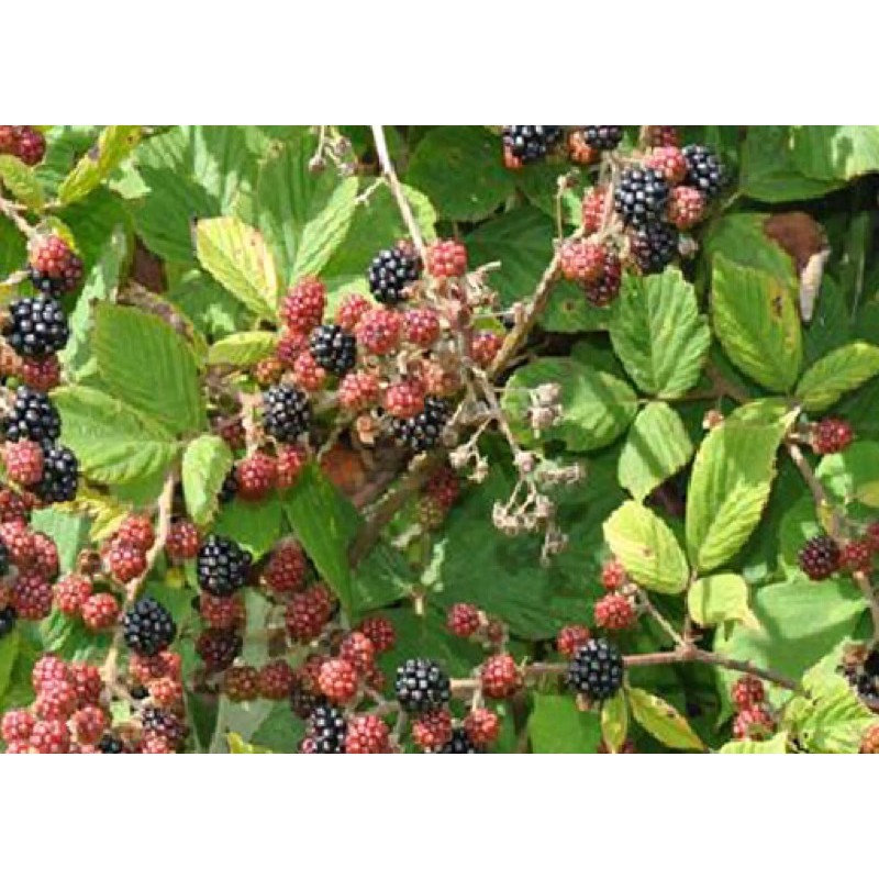 Cây mâm xôi đỏ