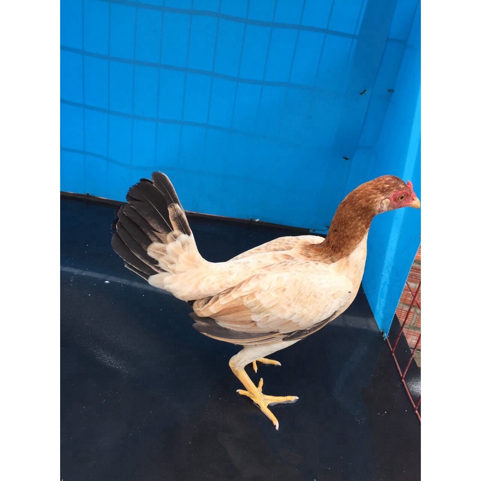 6 trứng gà tre asil hách  hàng tuyển chọn