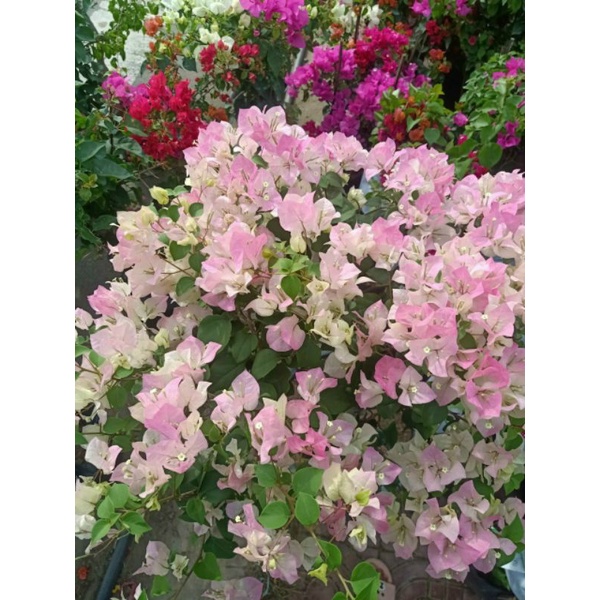 Giấy phớt hồng...thái siêu hoa