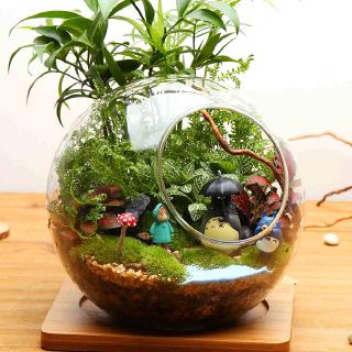 Bình thủy tinh hình tròn dùng trồng cây mọng nước trang trí nội thất độc đáo DIY
