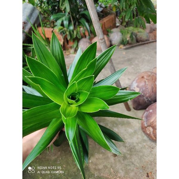 PHÁT TÀI BÚP SEN SỌC VÀNG