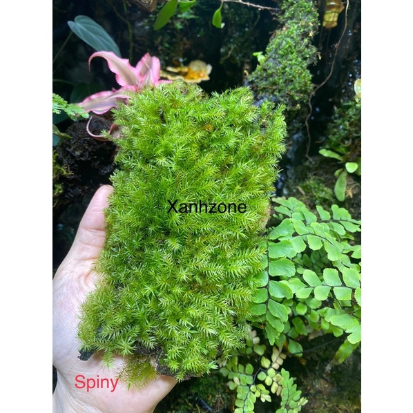 rêu spiny set hô bán cạn, rêu trồng terarium, tiểu cảnh, non bộ