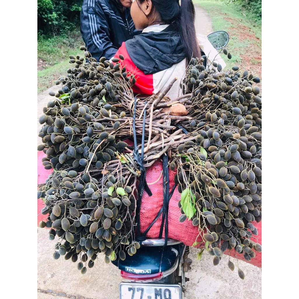 Trái say nhung, say rừng, quả to, bột nhiều, đồ ăn vặt chua chua ngọt ngọt
