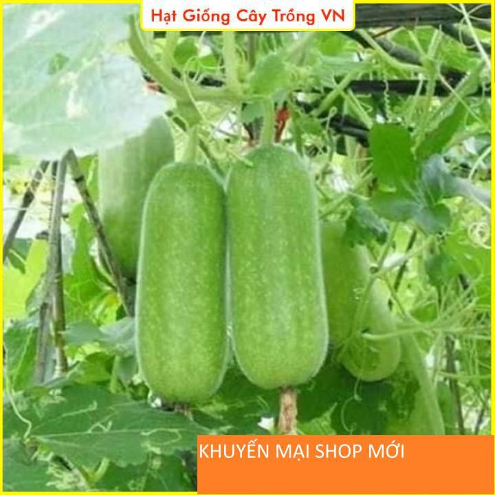 Hạt giống Bí Đao Chanh Dễ Trồng - Gói 15 Hạt khuyến mại shop mới