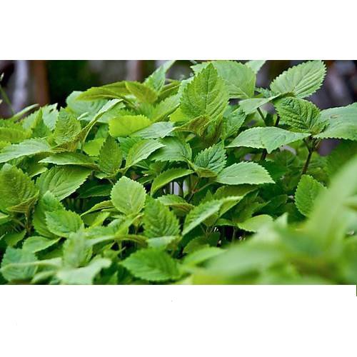 Hạt Giống Rau Kinh Giới Cao Sản 1gr