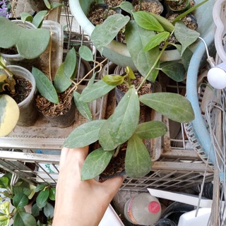 Cây giống hoya Obscura ( cẩm cù obscura)
