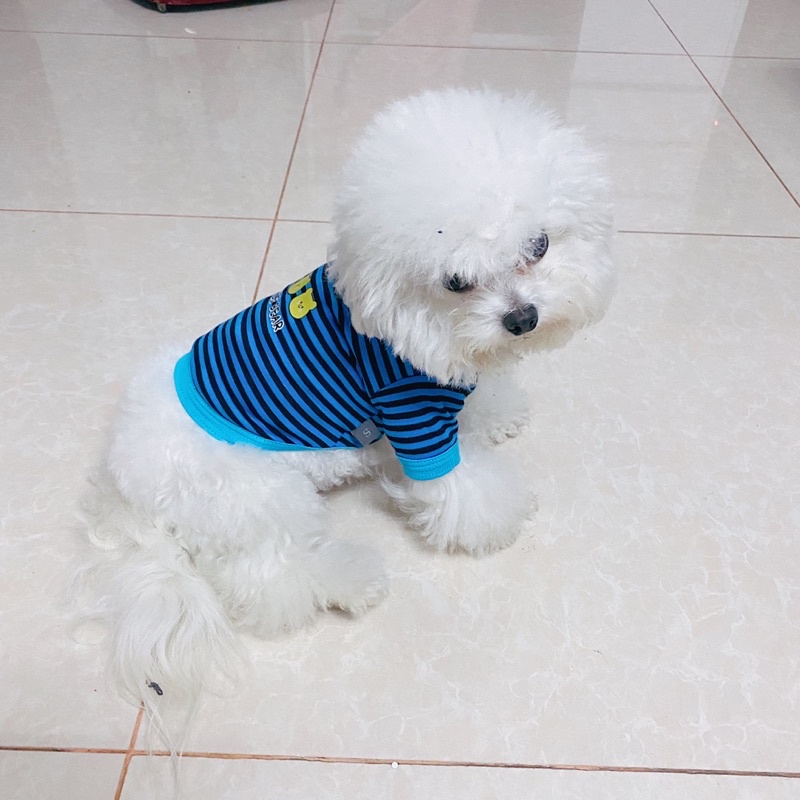 Áo Thun Cotton Gấu Giá Rẻ Quần Áo Thú Cưng Carapets