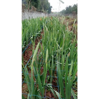 lưới làm giàn,  lưới trồng hoa 5k/1met