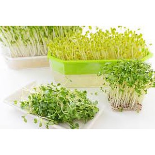 20 gram hạt giống mầm rau cải mơ