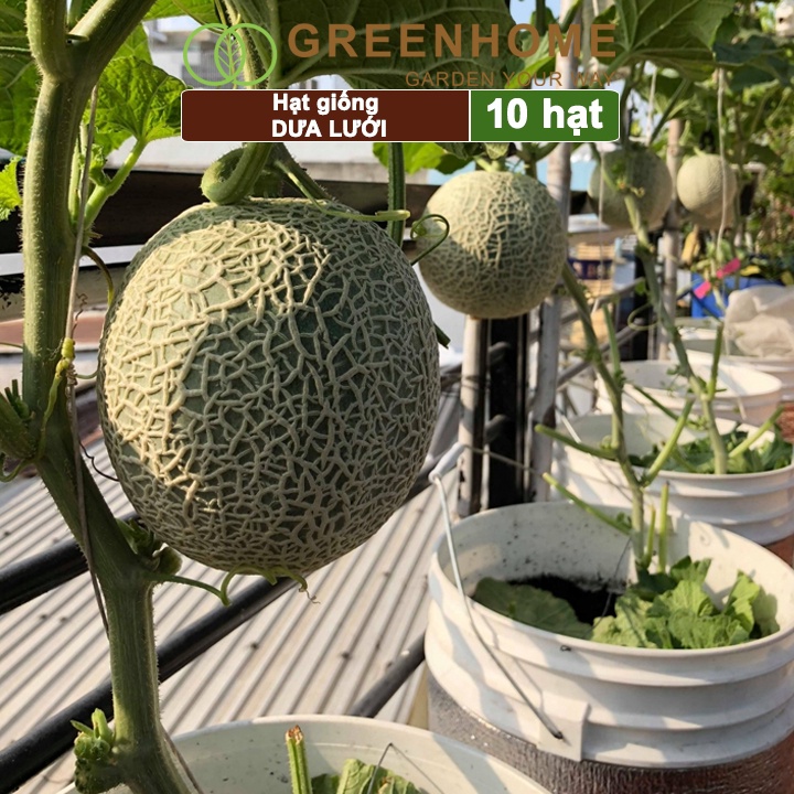 Hạt giống Dưa lưới ruột vàng f1 Greenhome, gói 10 hạt, sinh trưởng mạnh, năng suất cao T14