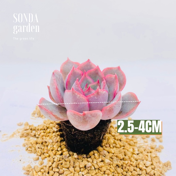 Sen đá hồng cánh cứng SONDA GARDEN size mini, xuất xứ Đà Lạt, khoẻ đẹp, lỗi 1 đổi 1