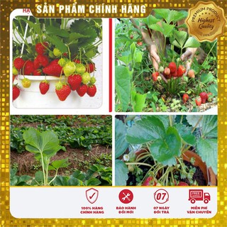 COMBO 2 gói hạt giống dâu tây chùm TẶNG 1 phân bón