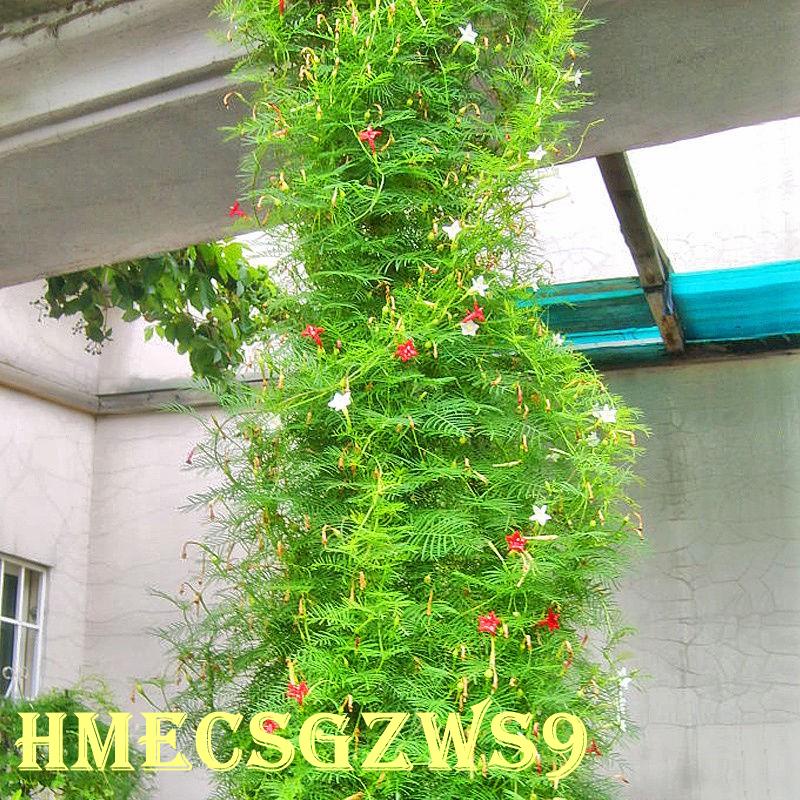 Hạt giống hoa tóc tiên 20h hoa leo dễ trồng