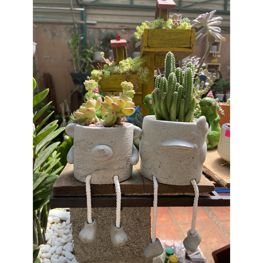 CHẬU XI MĂNG KÈM CÂY