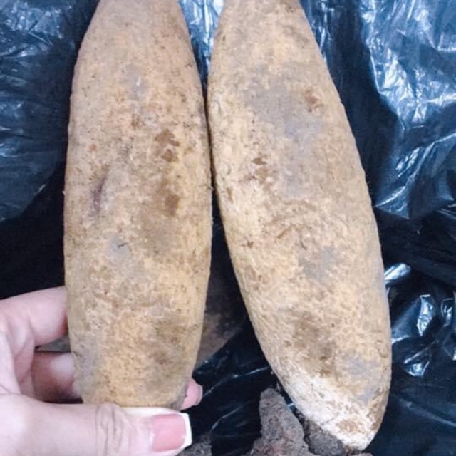 🍀💕NẤM TÍCH DƯƠNG RỪNG KHÔ 🌴🍀