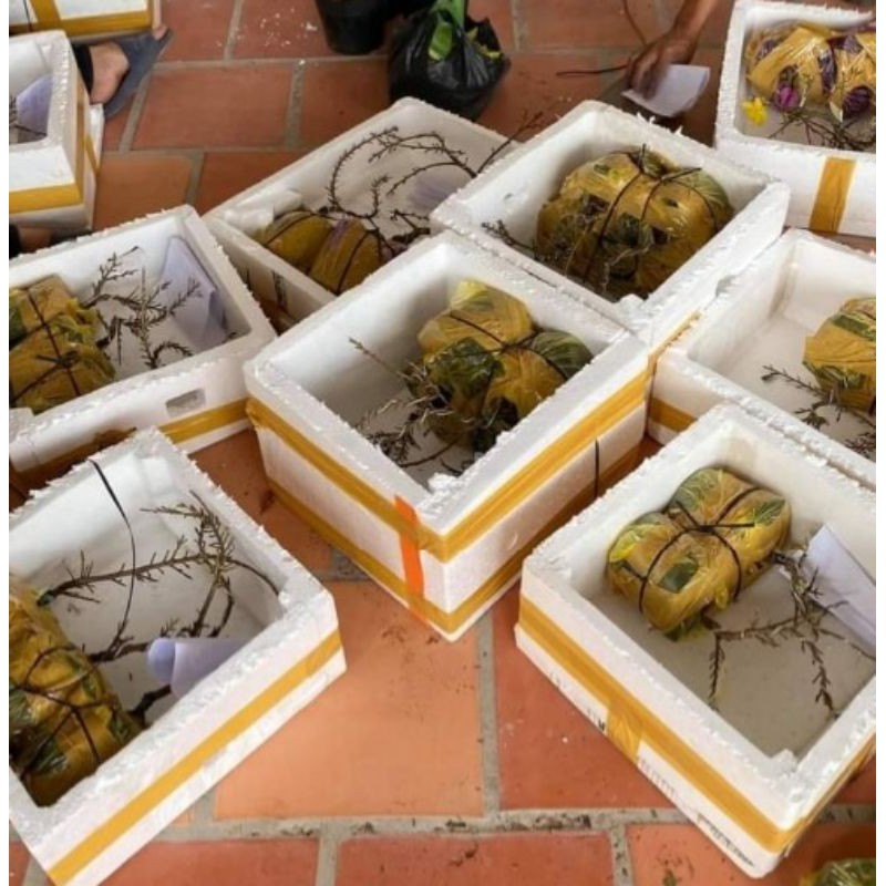 2 Cây Mai Giảo Bến Tre 8 cánh Cao 30cm