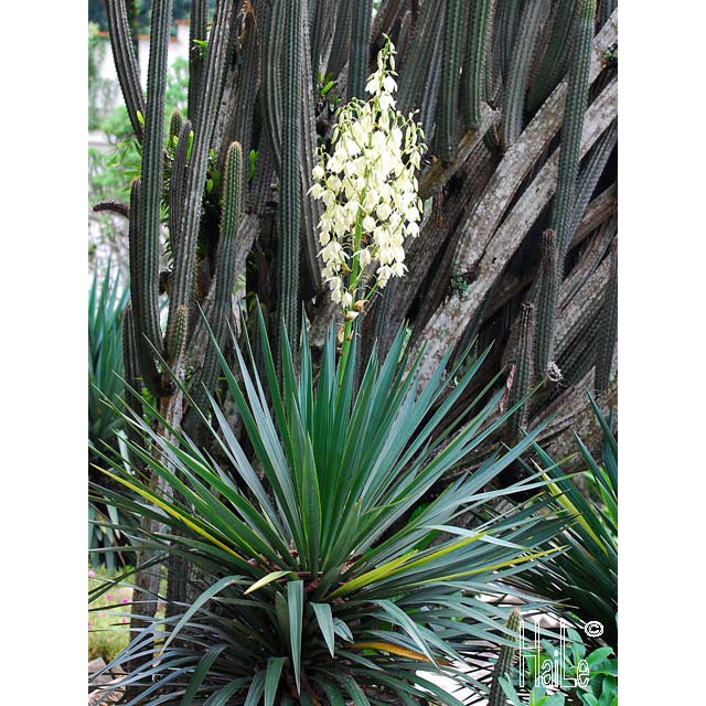 10 Hạt Giống Cây Dứa Sợi ( Thùa Thối )  – Cây cảnh trang trí nội thất ấn tượng