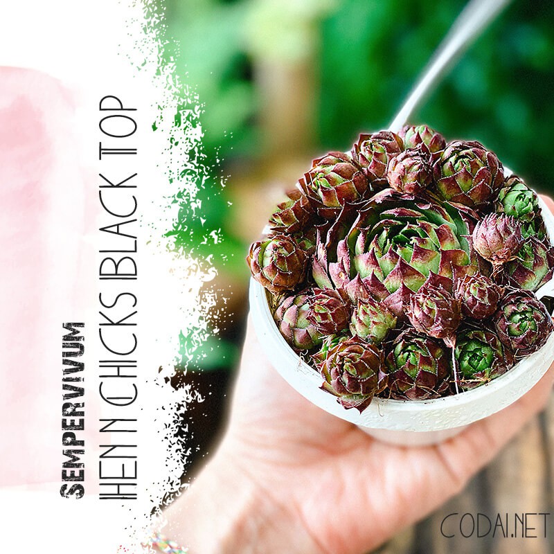 Cây Sempervivum Hen and Chicks Black Top (Trường Sinh Thảo Chúc, Gà Mẹ và Gà Con Đầu Đen) chậu nhựa treo