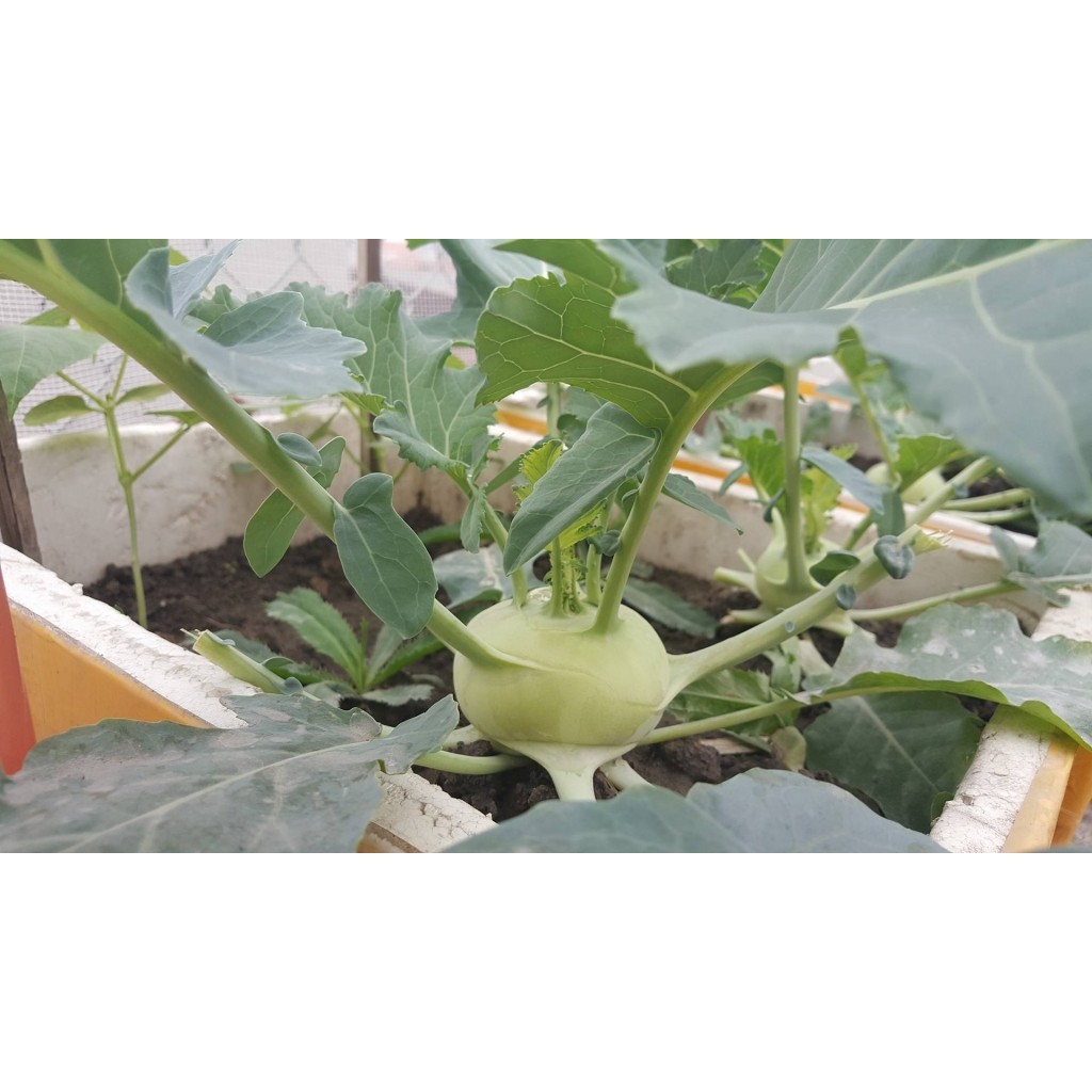 Hạt Giống Su Hào Xanh  -  - Giàu Dinh Dưỡng , Năng Suất Cao