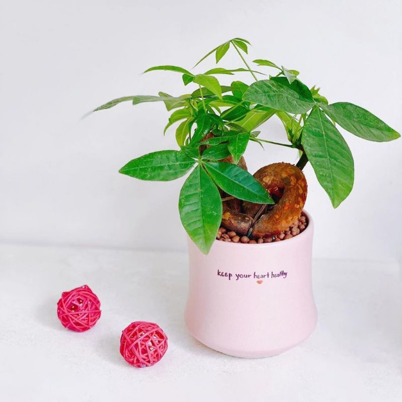 Kim ngân thắt nơ MIX TIỂU CẢNH để bàn