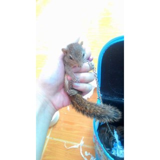 Dây xích dành cho sóc đất, sóc bông baby