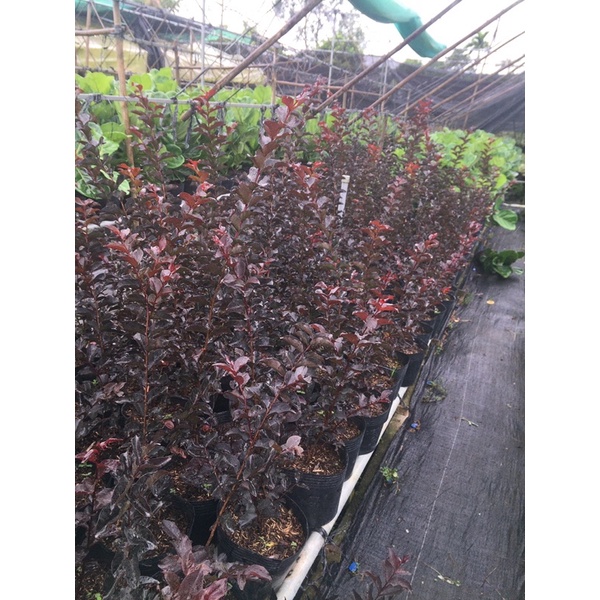 Combo 2 Cây tường vi huyết long