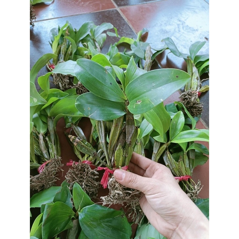 Hoa Lan Kiều Vuông Sỉ 10k 1 bó hình cuối