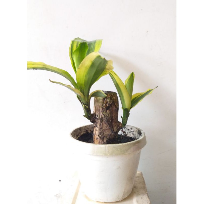 Cây Phát Tài mini để bàn