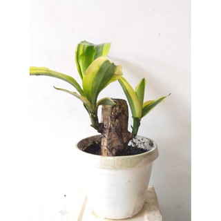 Cây Phát Tài mini để bàn