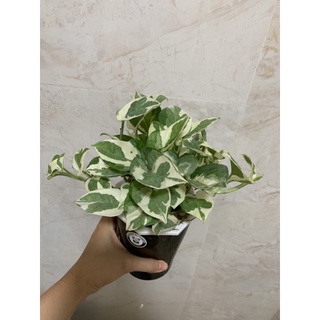 Trầu bà sữa thủy sinh