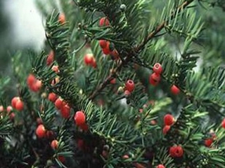 cây giống cây thông đỏ- cây phong thủy, cây công trình