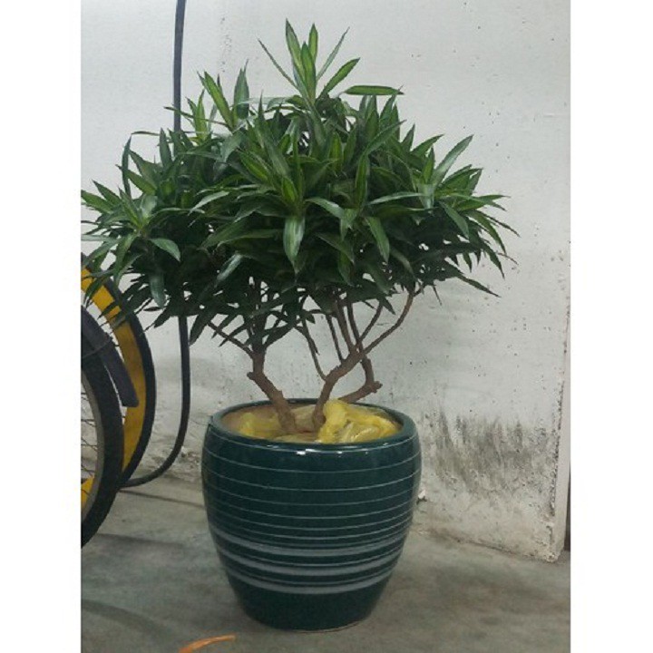 Cây trúc bách hợp