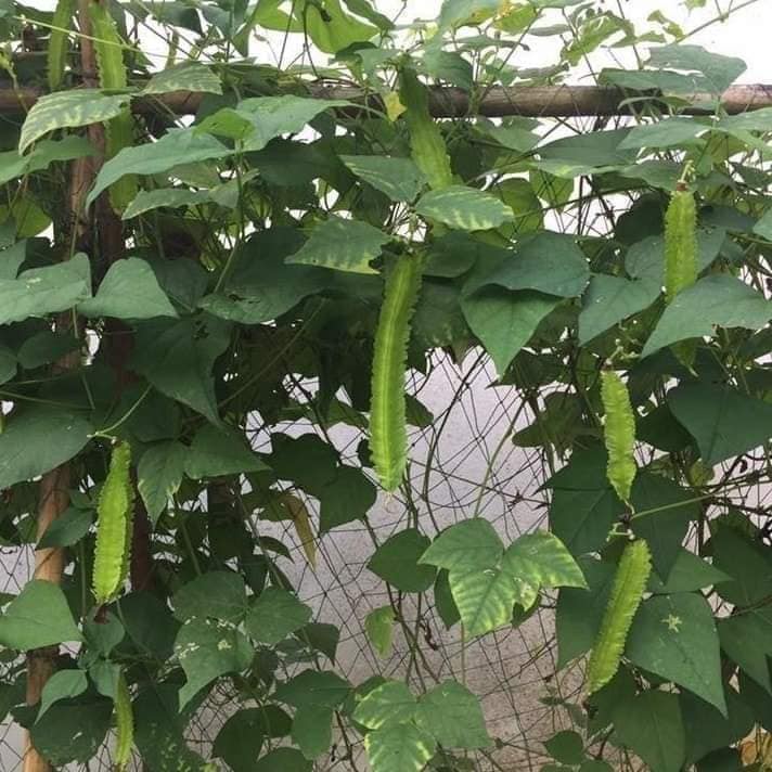 Hạt giống đậu rồng xanh nhập thái lan nguyên gói 5gr ~ 15 hạt (Winged Bean)